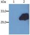 Suppressor Of Cytokine Signaling 3 antibody, GTX14939, GeneTex, Western Blot image 