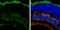 Musashi RNA Binding Protein 2 antibody, GTX117808, GeneTex, Immunohistochemistry frozen image 