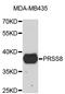 Serine Protease 8 antibody, STJ25164, St John