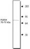 Phosphodiesterase 9A antibody, PA1-31148, Invitrogen Antibodies, Western Blot image 