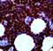 Cyclin Dependent Kinase 2 antibody, LS-C348405, Lifespan Biosciences, Immunohistochemistry frozen image 