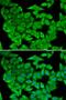Malate Dehydrogenase 2 antibody, LS-B12912, Lifespan Biosciences, Immunofluorescence image 
