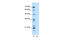 Tripartite Motif Containing 38 antibody, 28-943, ProSci, Western Blot image 