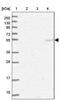 TRAF3 Interacting Protein 3 antibody, PA5-59302, Invitrogen Antibodies, Western Blot image 