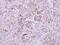 Nicotinate Phosphoribosyltransferase antibody, NBP2-19471, Novus Biologicals, Immunohistochemistry paraffin image 