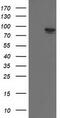 Tripartite Motif Containing 2 antibody, CF501552, Origene, Western Blot image 