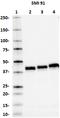 Myelin CNPase antibody, 836405, BioLegend, Western Blot image 