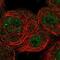 Chromodomain Helicase DNA Binding Protein 8 antibody, NBP2-58582, Novus Biologicals, Immunocytochemistry image 