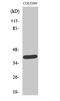 Neuronal Growth Regulator 1 antibody, A06730, Boster Biological Technology, Western Blot image 