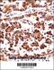 Origin Recognition Complex Subunit 3 antibody, 58-059, ProSci, Immunohistochemistry frozen image 