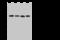Eukaryotic Translation Initiation Factor 3 Subunit E antibody, 202557-T38, Sino Biological, Western Blot image 