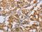 Neuritin 1 antibody, LS-B15319, Lifespan Biosciences, Immunohistochemistry paraffin image 