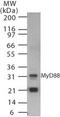 MYD88 Innate Immune Signal Transduction Adaptor antibody, TA336449, Origene, Western Blot image 
