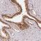 Coiled-Coil Domain Containing 65 antibody, PA5-58424, Invitrogen Antibodies, Immunohistochemistry frozen image 