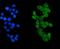 IKAROS Family Zinc Finger 1 antibody, PB9643, Boster Biological Technology, Immunofluorescence image 