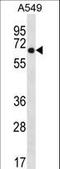 WSC Domain Containing 2 antibody, LS-C157375, Lifespan Biosciences, Western Blot image 