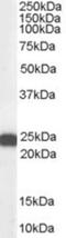 BCL2 Associated Athanogene 2 antibody, NB100-1776, Novus Biologicals, Western Blot image 