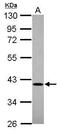 Aminoacyl TRNA Synthetase Complex Interacting Multifunctional Protein 2 antibody, PA5-31306, Invitrogen Antibodies, Western Blot image 