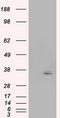 Pim-2 Proto-Oncogene, Serine/Threonine Kinase antibody, LS-C115103, Lifespan Biosciences, Western Blot image 