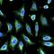 Neudesin Neurotrophic Factor antibody, orb75042, Biorbyt, Immunofluorescence image 