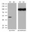 Protein Tyrosine Phosphatase Non-Receptor Type 1 antibody, M00613-1, Boster Biological Technology, Western Blot image 