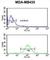 Cytosolic Iron-Sulfur Assembly Component 3 antibody, abx034531, Abbexa, Western Blot image 