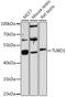 Tubulin Delta 1 antibody, LS-C748156, Lifespan Biosciences, Western Blot image 