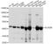 Acyl-CoA Dehydrogenase Medium Chain antibody, A1873, ABclonal Technology, Western Blot image 