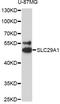 Solute Carrier Family 29 Member 1 (Augustine Blood Group) antibody, LS-C748263, Lifespan Biosciences, Western Blot image 