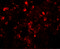 Translin antibody, 6369, ProSci Inc, Immunofluorescence image 