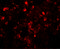 TSN antibody, 6369, ProSci Inc, Immunofluorescence image 