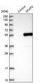 Skap55r antibody, NBP2-47289, Novus Biologicals, Western Blot image 