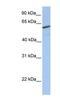 RFT1 Homolog antibody, NBP1-58295, Novus Biologicals, Western Blot image 