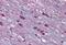 Adrenoceptor Alpha 1A antibody, GTX12935, GeneTex, Immunohistochemistry paraffin image 