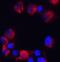 C18orf42 antibody, PA5-72891, Invitrogen Antibodies, Immunofluorescence image 