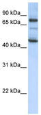 Growth Arrest Specific 2 Like 1 antibody, TA340117, Origene, Western Blot image 