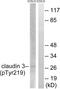 Claudin 3 antibody, LS-C198809, Lifespan Biosciences, Western Blot image 