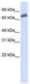 Tripartite Motif Containing 45 antibody, TA330473, Origene, Western Blot image 