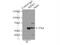 Receptor Interacting Serine/Threonine Kinase 3 antibody, 17563-1-AP, Proteintech Group, Immunoprecipitation image 