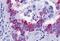 GPR43 antibody, orb137178, Biorbyt, Immunohistochemistry paraffin image 