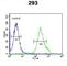 Potassium Channel Tetramerization Domain Containing 21 antibody, abx032508, Abbexa, Western Blot image 