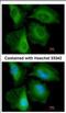 Calcyclin Binding Protein antibody, NBP2-15660, Novus Biologicals, Immunofluorescence image 