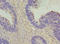 VANGL Planar Cell Polarity Protein 1 antibody, LS-C676699, Lifespan Biosciences, Immunohistochemistry paraffin image 