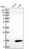 Lymphocyte Antigen 6 Family Member D antibody, PA5-55171, Invitrogen Antibodies, Western Blot image 