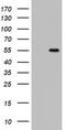 TIMELESS-interacting protein antibody, LS-C336760, Lifespan Biosciences, Western Blot image 