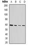 TRNA Splicing Endonuclease Subunit 54 antibody, LS-C368930, Lifespan Biosciences, Western Blot image 