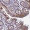 Neuronal twist antibody, PA5-60389, Invitrogen Antibodies, Immunohistochemistry frozen image 