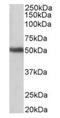 G Protein-Coupled Receptor 83 antibody, orb125254, Biorbyt, Western Blot image 