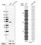 Testin antibody, NBP1-87987, Novus Biologicals, Western Blot image 