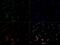 Toll Like Receptor 7 antibody, GTX13730, GeneTex, Immunofluorescence image 